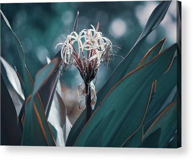 Paradise Island Acrylic Print featuring the photograph Teal Spider Lily by Gian Smith