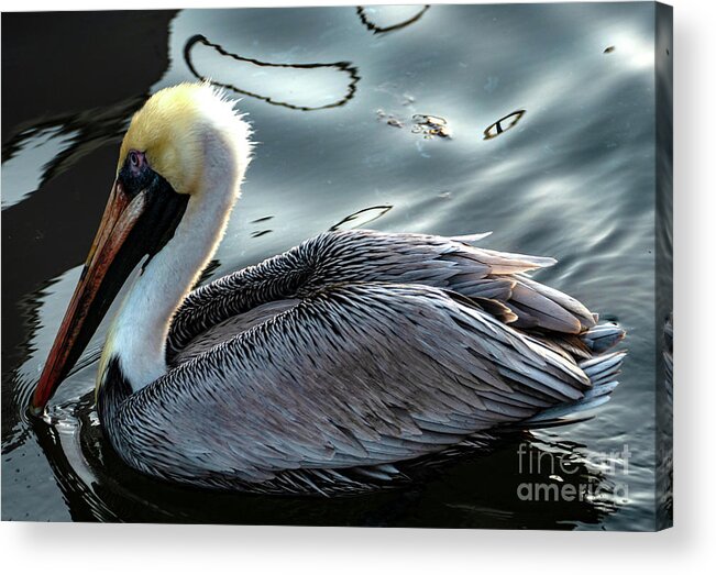 Pelican Acrylic Print featuring the photograph The Elegant Brown Pelican by Sandra J's