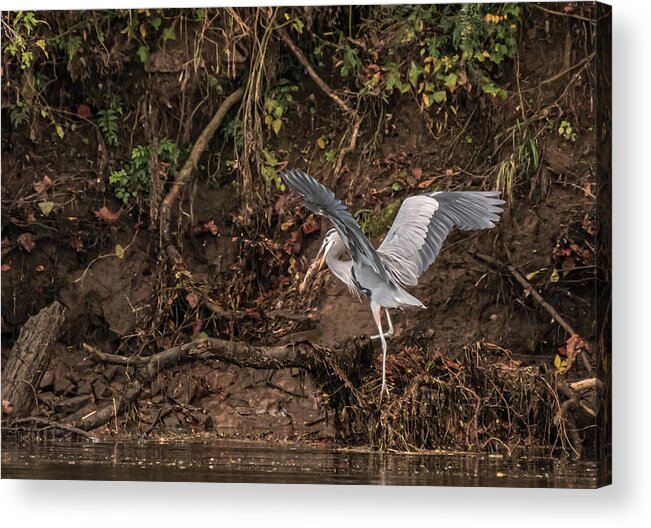 Heron Acrylic Print featuring the photograph The Fisherman by DArcy Evans