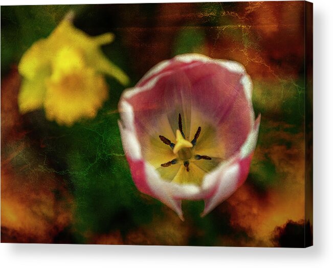 Spring Acrylic Print featuring the photograph The Life Within by Cate Franklyn