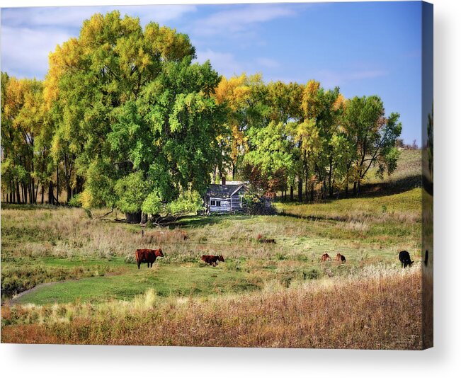 Abandoned Acrylic Print featuring the photograph The Old Buchta Place - abandoned homestead on ND prairie with Simmental cattle grazing by Peter Herman