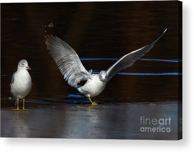 Softness Wing Acrylic Print featuring the photograph The Softness of a Wing by Sandra J's