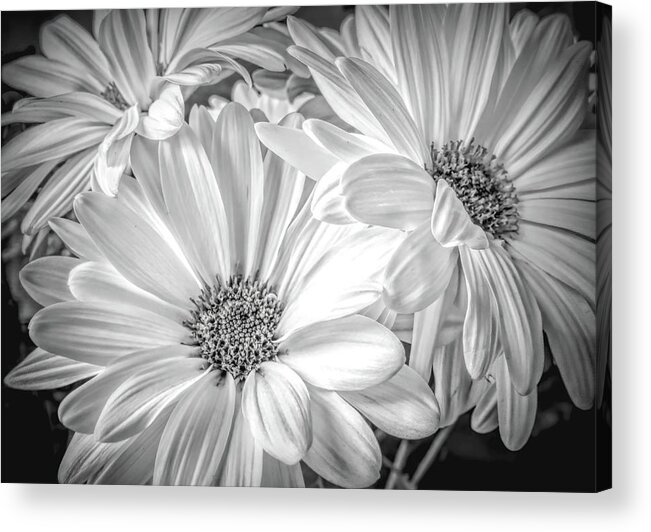 Daisies Acrylic Print featuring the photograph Three Daisies by Karen Sirnick
