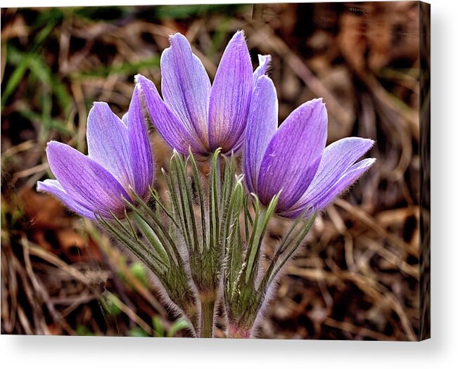 Pasque Flowers Acrylic Print featuring the photograph Three Pasques by Bob Falcone