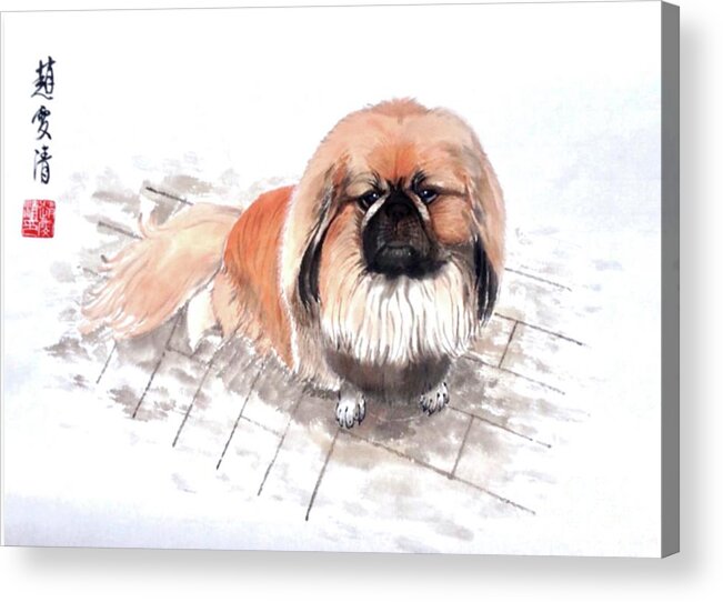 Pekes Dog Acrylic Print featuring the painting Three Pekes in a Pod - 6 Benny by Carmen Lam