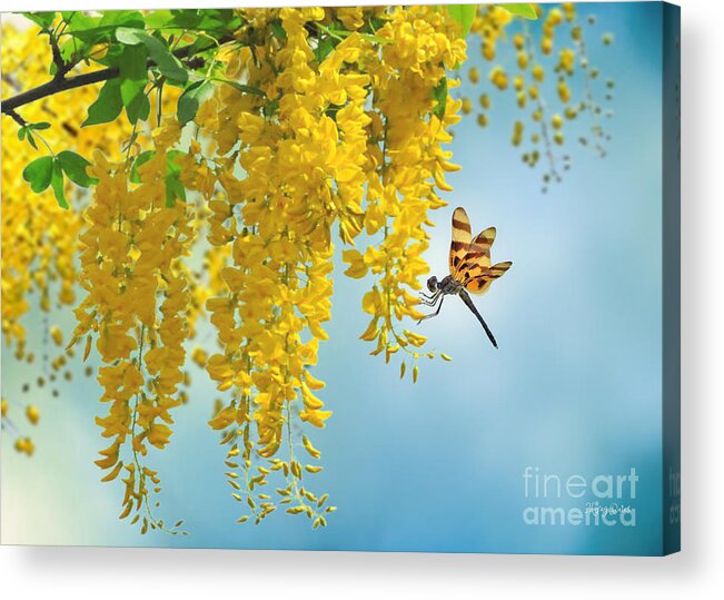 Dragonfly Acrylic Print featuring the mixed media Tiger Dragonfly and Laburnum by Morag Bates