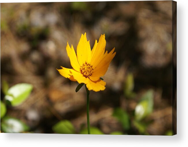  Acrylic Print featuring the photograph Tiny Bloom by Heather E Harman