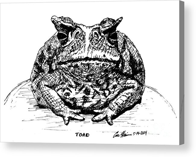 Toad Acrylic Print featuring the drawing Toad by Eric Haines