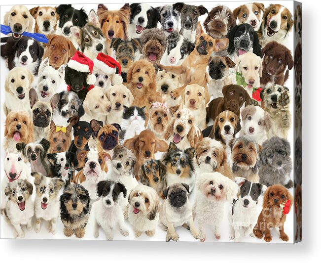 Dogs Acrylic Print featuring the photograph Too many Dogs by Warren Photographic