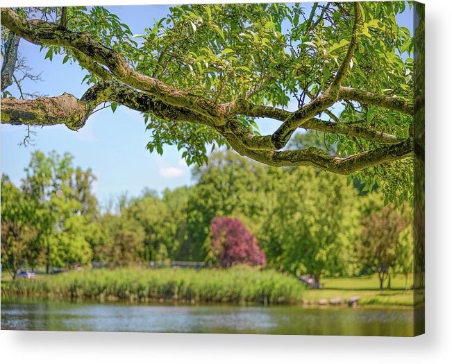 Branch Acrylic Print featuring the photograph Tree Branch at Bruce Park by Cordia Murphy