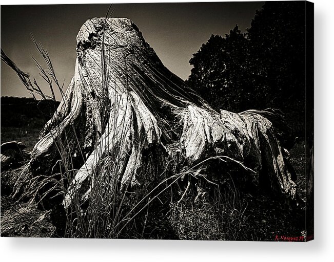 Tree Acrylic Print featuring the photograph Tree Remnants by Rene Vasquez