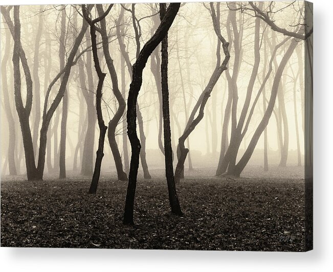 Trees Acrylic Print featuring the photograph Trees and Fog No. 1 by David Gordon