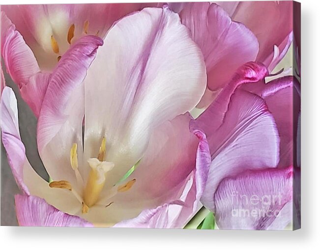 Macro Acrylic Print featuring the photograph Tulip Macro by Diann Fisher
