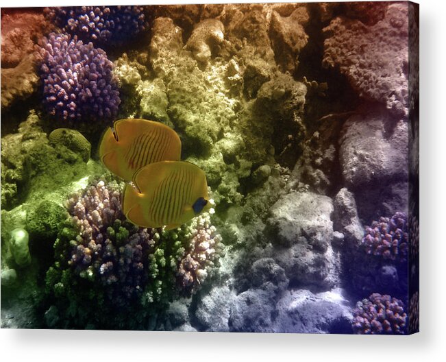 Butterflyfish Acrylic Print featuring the mixed media Two Beautiful Masked Butterflyfish Among the Red Sea Corals by Johanna Hurmerinta