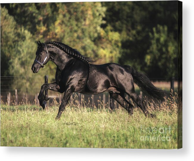 Uldrik Acrylic Print featuring the photograph Uldrik Cantering by Lori Ann Thwing