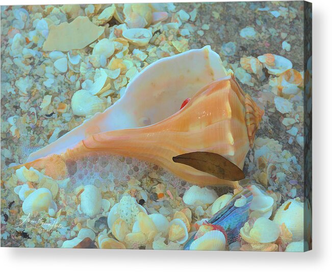Conch Shell Acrylic Print featuring the photograph Underwater by Alison Belsan Horton