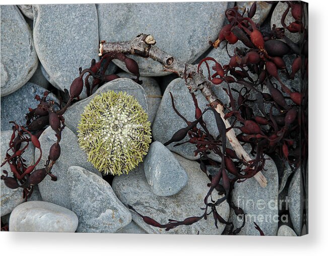 Animal Acrylic Print featuring the photograph Urchin and Kelp on Rocks by Nancy Gleason