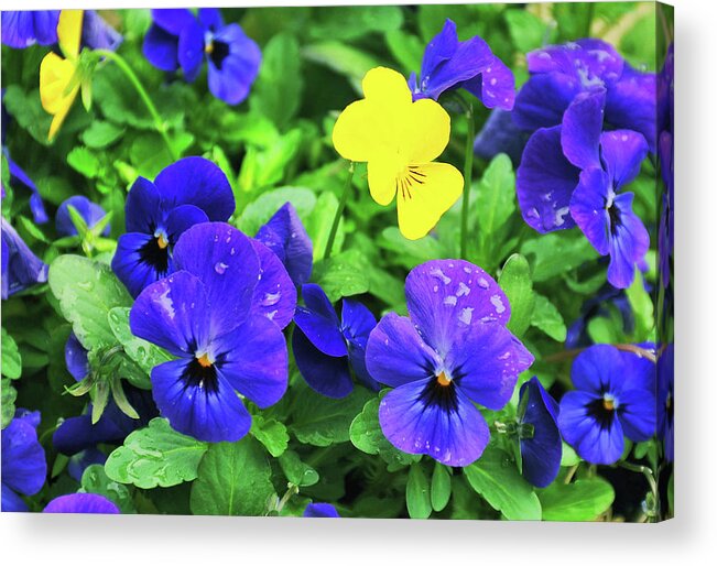 African Acrylic Print featuring the photograph Viola Tricolor by Jamart Photography