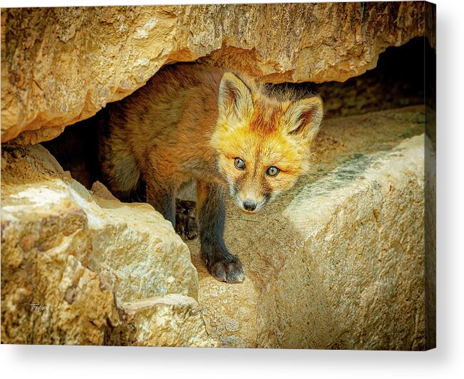 Fox Acrylic Print featuring the photograph Wary Fox Kit by Fred J Lord
