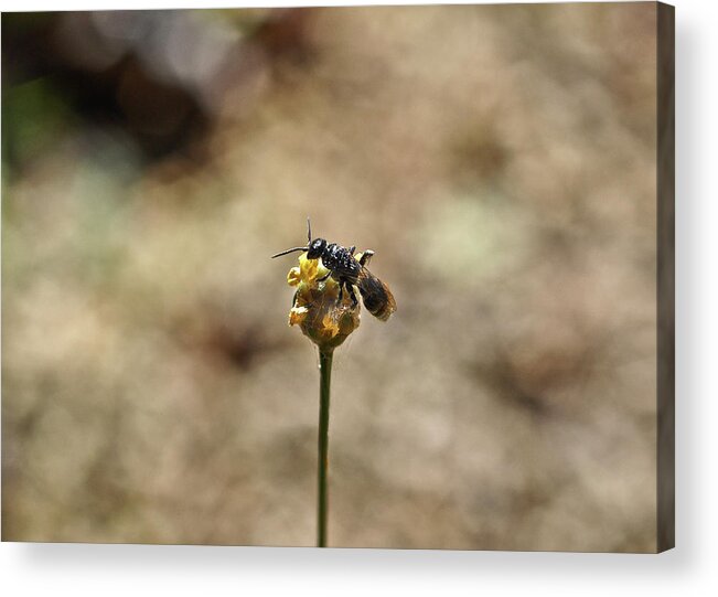 Wasp Acrylic Print featuring the photograph Wasp on a Bulb by WAZgriffin Digital