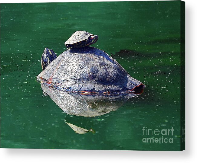 Turtles Acrylic Print featuring the photograph Watching My Back by Geoff Crego