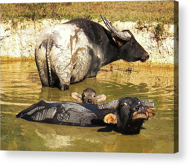 Raw And Real Northern Territory Series By Lexa Harpell Acrylic Print featuring the photograph Water Buffalo Family Portrait by Lexa Harpell