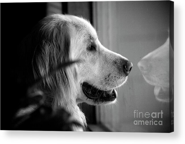 Dog Acrylic Print featuring the photograph What Dogs Teach Us by Frank J Casella