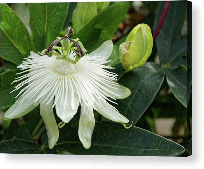 White Acrylic Print featuring the photograph White Passion Flower by Jeff Townsend