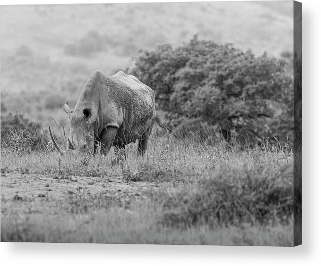 Big 5 Acrylic Print featuring the photograph White Rhino by Maresa Pryor-Luzier