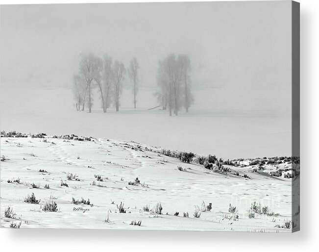 Nature Acrylic Print featuring the photograph Whiteout by DB Hayes