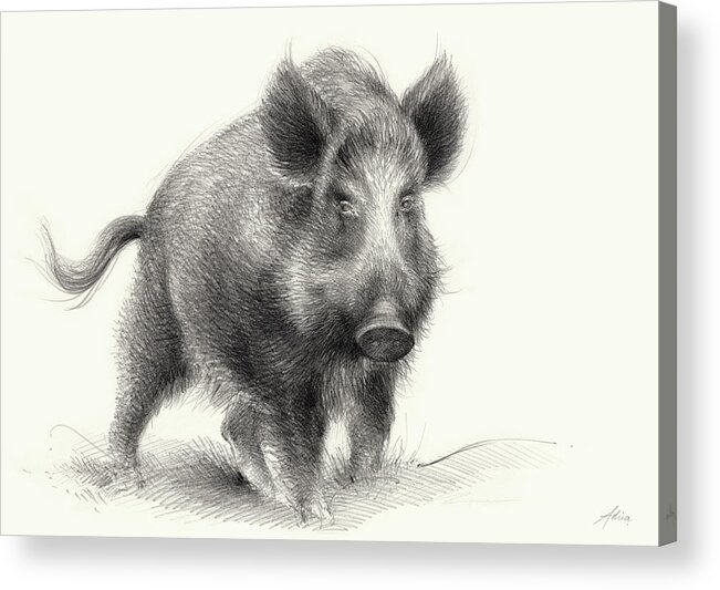 Wilderness Acrylic Print featuring the drawing Wild boar by Adriana Mueller