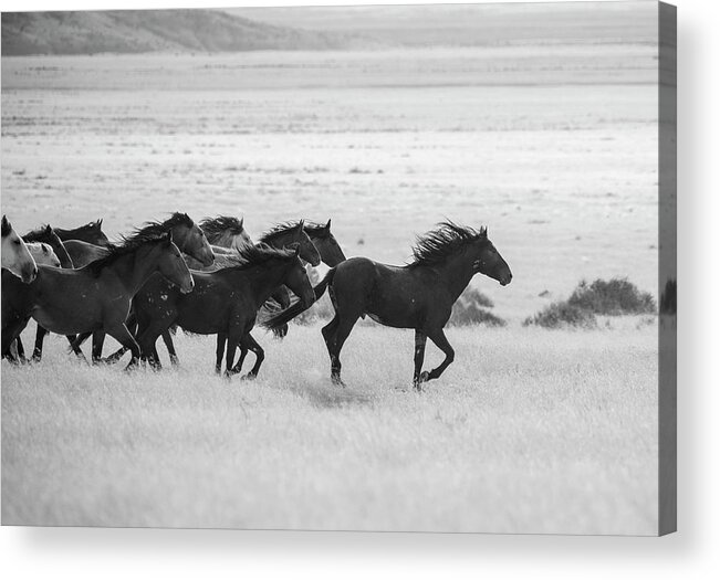 Black And White Acrylic Print featuring the photograph Wild Horses Dash by Dirk Johnson