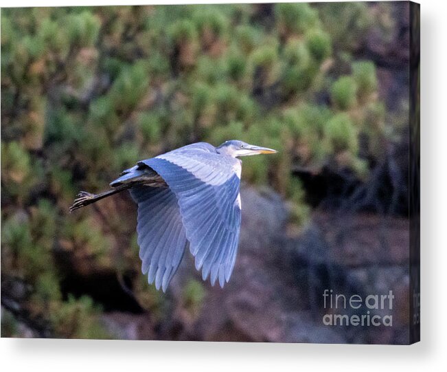 Blue Heron Acrylic Print featuring the photograph Wings Down Great Blue Heron by Steven Krull