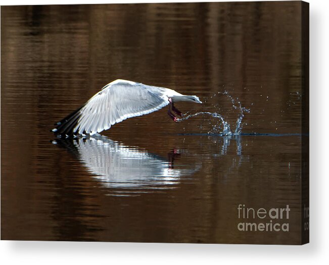 Wings Touching Acrylic Print featuring the photograph Wings Touching in Water Reflection of Bird by Sandra J's