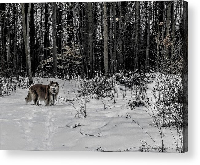  Acrylic Print featuring the photograph Winter Hike by Brad Nellis