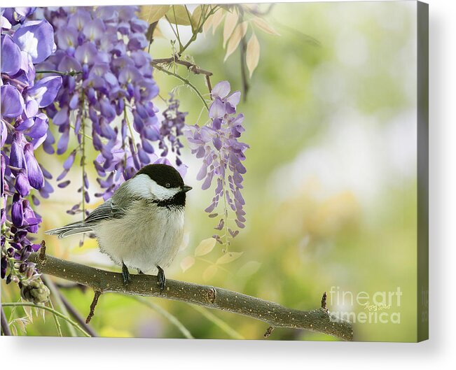 Willow Tit Acrylic Print featuring the mixed media Wisteria and Willow Tit by Morag Bates