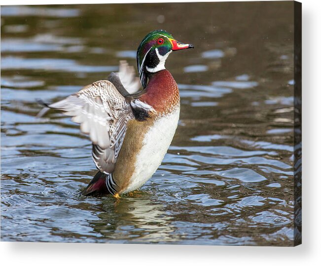 Wood Duck Action 2 Acrylic Print featuring the photograph Wood duck action 2 by Lynn Hopwood