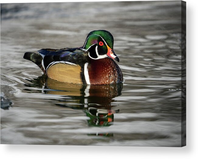 Wood Duck Acrylic Print featuring the photograph Wood Duck on Pond by Wesley Aston