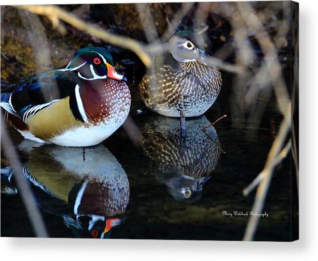 Wood Duck Acrylic Print featuring the photograph Wood Duck Pair by Mary Walchuck