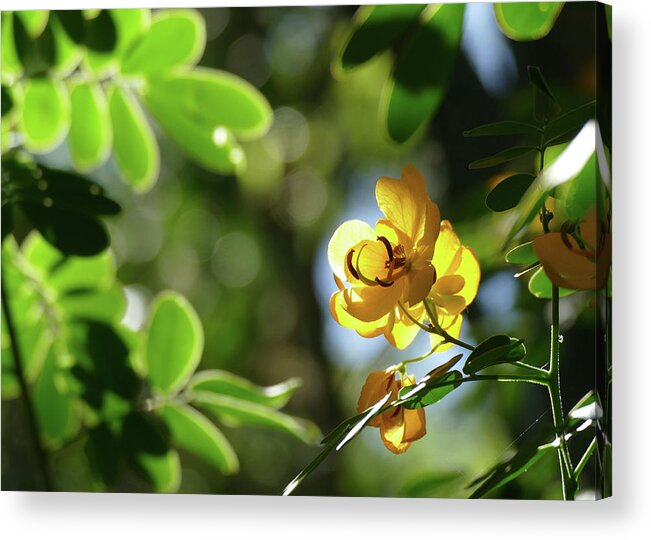 Flowers Acrylic Print featuring the photograph Yellow Brightness by Maryse Jansen