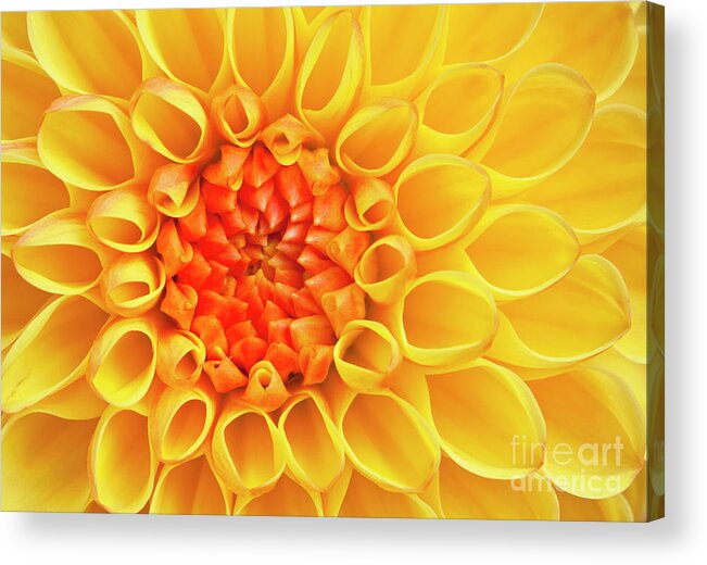 Yellow Flower Acrylic Print featuring the photograph Yellow Dahlia flower head by Neale And Judith Clark