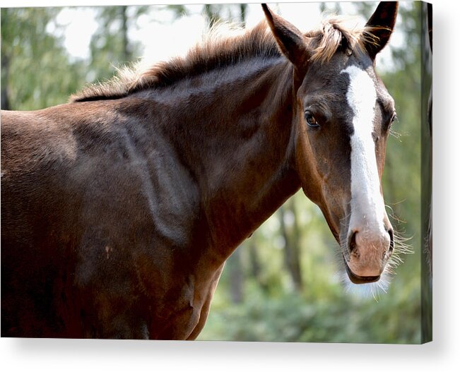 Searching Acrylic Print featuring the photograph Where's Mama? by Listen To Your Horse