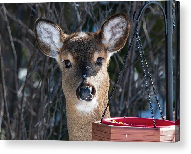 Female Deer Acrylic Print featuring the photograph Young Female Deer by Sandra J's