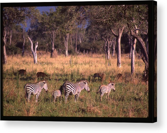 Africa Acrylic Print featuring the photograph Zebra Family Landscape by Russ Considine