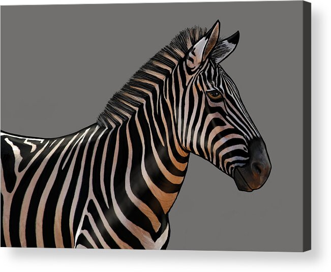Zebra Acrylic Print featuring the painting Zebra Portrait by Judy Cuddehe
