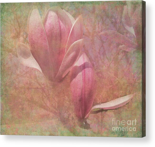 Magnolia Acrylic Print featuring the photograph A Peek Of Spring by Arlene Carmel