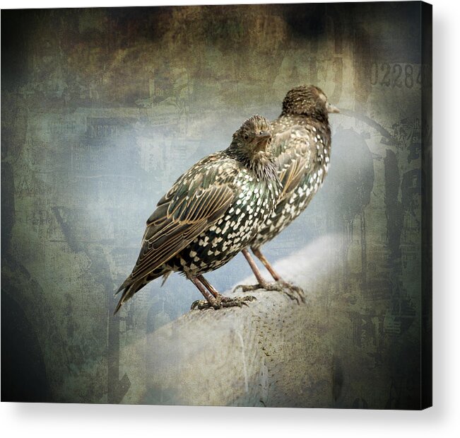 Starlings Acrylic Print featuring the photograph Curb Your Enthusiasm by Barbara White