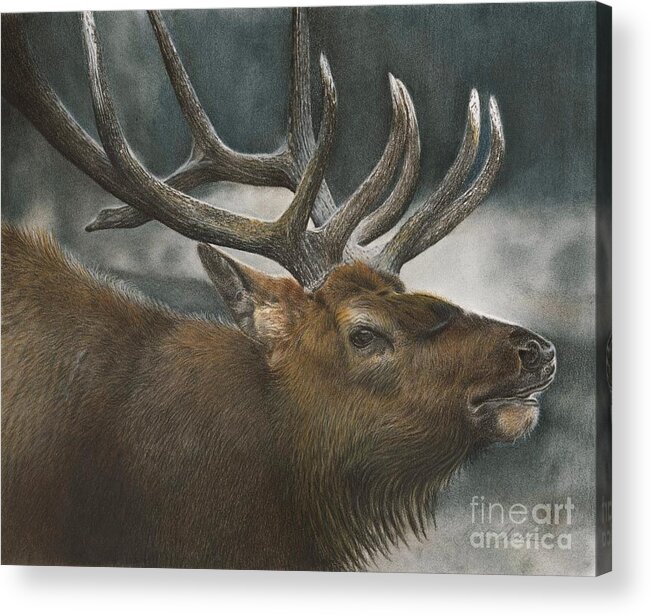 Elk Acrylic Print featuring the pastel Answering The Challenge by Barby Schacher