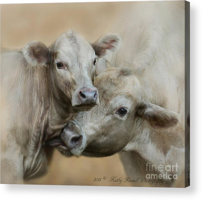 Cow Acrylic Print featuring the photograph Mom and Babe by Kathy Russell