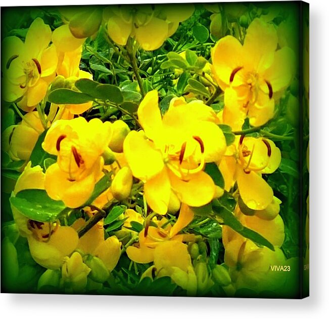Buttercups Acrylic Print featuring the photograph Buttercups Party by VIVA Anderson